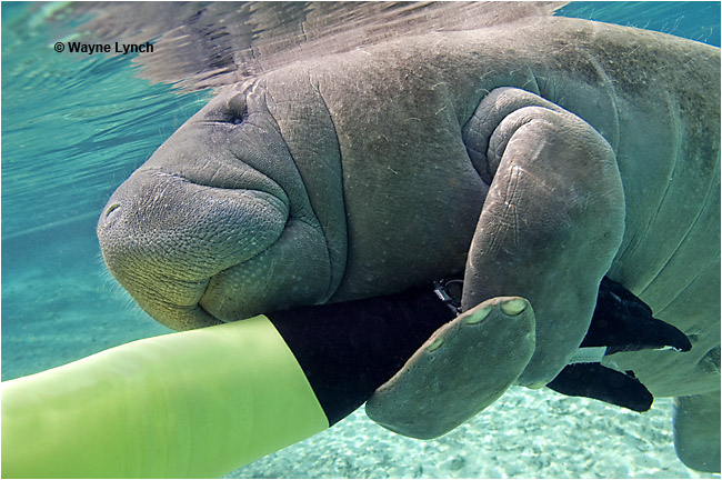 Florida Manatee holding on to arm by Dr. Wayne Lynch ©